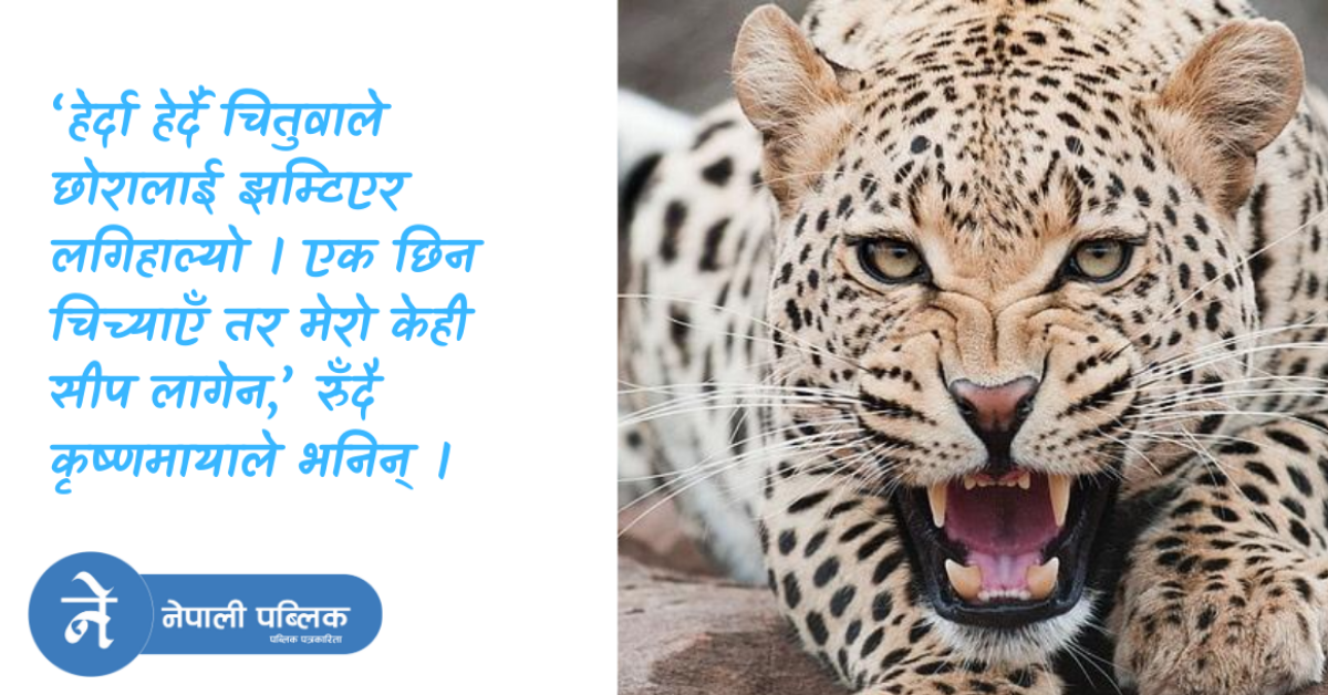 हेर्दाहेर्दै चितुवाले छोरो लगेपछि...